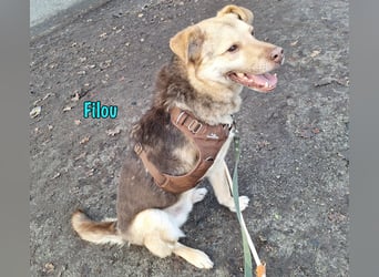 Filou „Käpt’n Dreibein“ geb. 04/2022 (in Deutschland) - sucht dringend Zuhause/Pflegestelle!