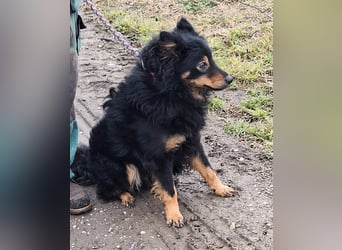 Sonnenschein Szabi sucht ein Zuhause !