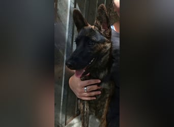 Die liebevolle Eva sucht ein ZUhause !