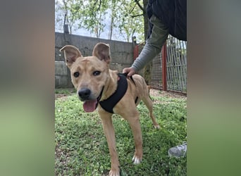 Der aktive, liebe Momoa sucht ein Zuhause !