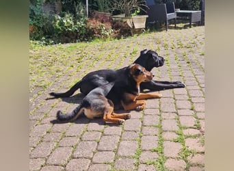 Der liebe, freundliche Jack wartet auf einer Ps in 56729 Münk !