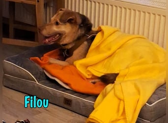 Filou „Käpt’n Dreibein“ geb. 04/2022 (in Deutschland) - sucht dringend Zuhause/Pflegestelle!