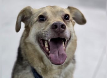 Filou „Käpt’n Dreibein“ geb. 04/2022 (in Deutschland) - sucht dringend Zuhause/Pflegestelle!