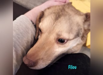 Filou „Käpt’n Dreibein“ geb. 04/2022 (in Deutschland) - sucht dringend Zuhause/Pflegestelle!