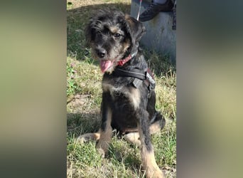 Max ist sehr freundlich , verspielt, aktiv,fröhlich