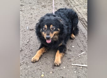 Sonnenschein Szabi sucht ein Zuhause !