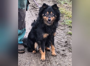 Sonnenschein Szabi sucht ein Zuhause !