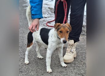 Rüde Tavi ist menschenbezogen, lieb und ausgeglichen !