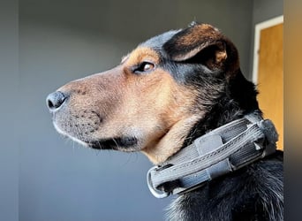 Der liebe, freundliche Jack wartet auf einer Ps in 56729 Münk !