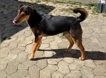 Der liebe, freundliche Jack wartet auf einer Ps in 56729 Münk !