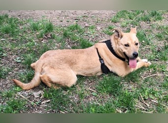 Der aktive, liebe Momoa sucht ein Zuhause !