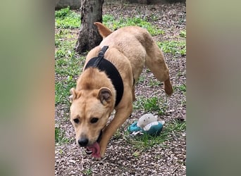 Der aktive, liebe Momoa sucht ein Zuhause !