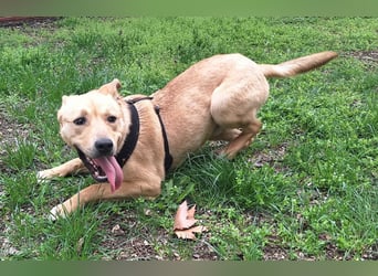 Der aktive, liebe Momoa sucht ein Zuhause !