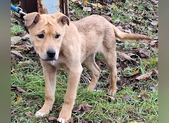 Der aktive, liebe Momoa sucht ein Zuhause !