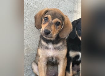 Lenny, geb. ca. 05/2026, lebt in GRIECHENLAND, im städt. Tierheim Serres