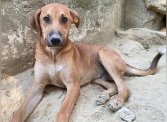 Luke, geb. ca. 02/2025, lebt in GRIECHENLAND, auf einer privaten Pflegestelle