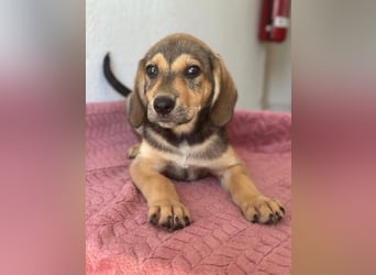 Lenny, geb. ca. 05/2026, lebt in GRIECHENLAND, im städt. Tierheim Serres