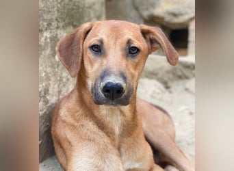 Luke, geb. ca. 02/2025, lebt in GRIECHENLAND, auf einer privaten Pflegestelle