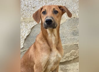 Luke, geb. ca. 02/2025, lebt in GRIECHENLAND, auf einer privaten Pflegestelle