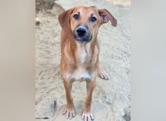 Luke, geb. ca. 02/2025, lebt in GRIECHENLAND, auf einer privaten Pflegestelle