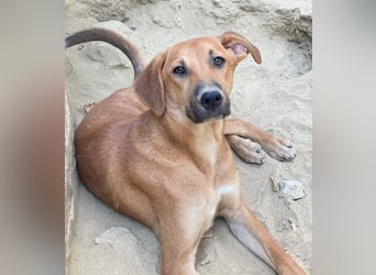 Luke, geb. ca. 02/2025, lebt in GRIECHENLAND, auf einer privaten Pflegestelle