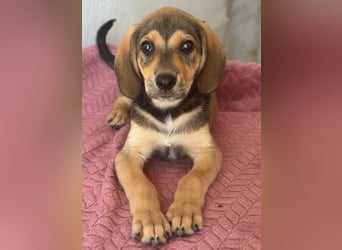 Lenny, geb. ca. 05/2026, lebt in GRIECHENLAND, im städt. Tierheim Serres