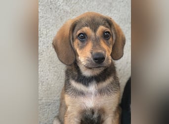 Lenny, geb. ca. 05/2026, lebt in GRIECHENLAND, im städt. Tierheim Serres