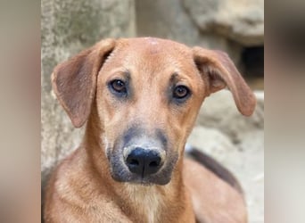 Luke, geb. ca. 02/2025, lebt in GRIECHENLAND, auf einer privaten Pflegestelle