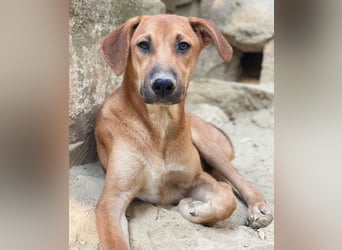 Luke, geb. ca. 02/2025, lebt in GRIECHENLAND, auf einer privaten Pflegestelle