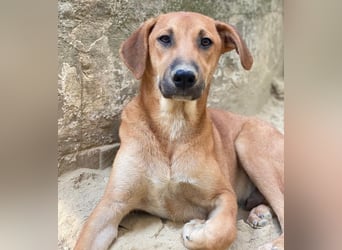 Luke, geb. ca. 02/2025, lebt in GRIECHENLAND, auf einer privaten Pflegestelle