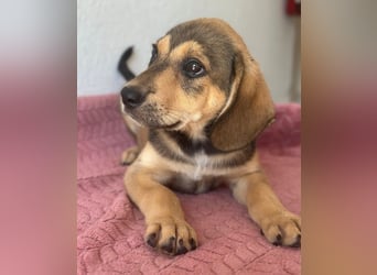 Lenny, geb. ca. 05/2026, lebt in GRIECHENLAND, im städt. Tierheim Serres