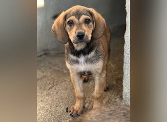 Lenny, geb. ca. 05/2026, lebt in GRIECHENLAND, im städt. Tierheim Serres