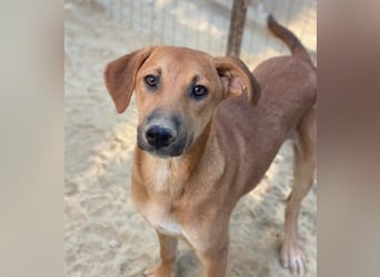 Luke, geb. ca. 02/2025, lebt in GRIECHENLAND, auf einer privaten Pflegestelle