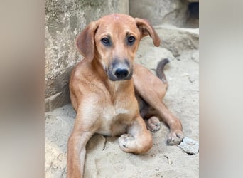 Luke, geb. ca. 02/2025, lebt in GRIECHENLAND, auf einer privaten Pflegestelle