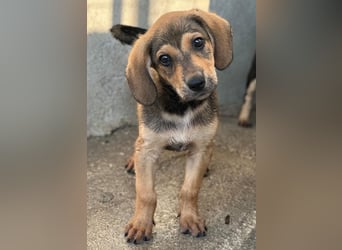 Lenny, geb. ca. 05/2026, lebt in GRIECHENLAND, im städt. Tierheim Serres