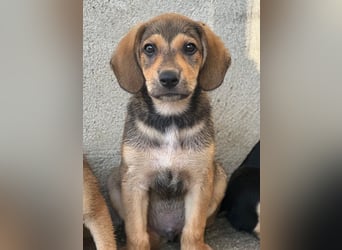 Lenny, geb. ca. 05/2026, lebt in GRIECHENLAND, im städt. Tierheim Serres