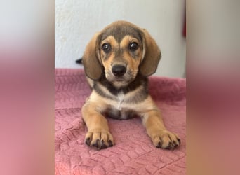Lenny, geb. ca. 05/2026, lebt in GRIECHENLAND, im städt. Tierheim Serres