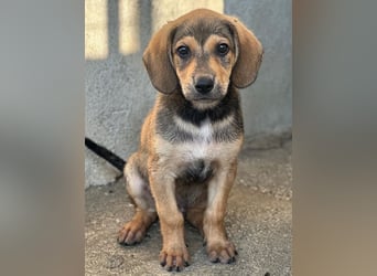 Lenny, geb. ca. 05/2026, lebt in GRIECHENLAND, im städt. Tierheim Serres