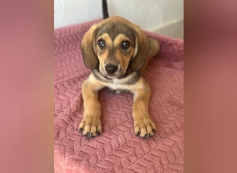 Lenny, geb. ca. 05/2026, lebt in GRIECHENLAND, im städt. Tierheim Serres