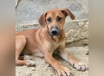 Luke, geb. ca. 02/2025, lebt in GRIECHENLAND, auf einer privaten Pflegestelle