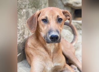 Luke, geb. ca. 02/2025, lebt in GRIECHENLAND, auf einer privaten Pflegestelle