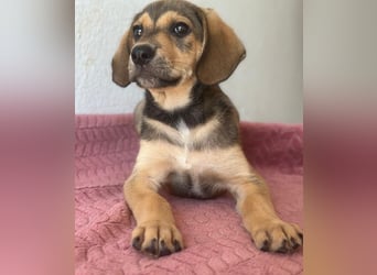 Lenny, geb. ca. 05/2026, lebt in GRIECHENLAND, im städt. Tierheim Serres
