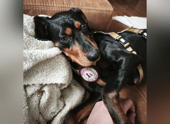 Jarah - aktive Hündin