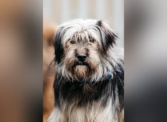 Vorsichtiger Pluto sucht seine Menschen
