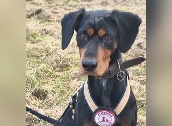 Jarah - aktive Hündin