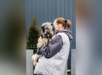 Vorsichtiger Pluto sucht seine Menschen