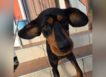 Jarah - aktive Hündin