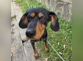 Jarah - aktive Hündin