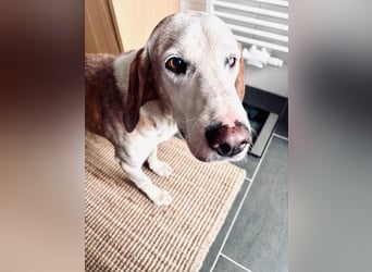 Lino - Jagdhund Mix