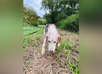 Lino - Jagdhund Mix